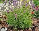 How to plant lavender seeds: Detailed Growing Guide 16813_5