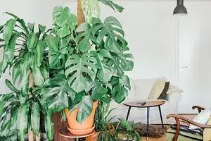 6 stora växter som kommer att dekorera ditt interiör 16814_1