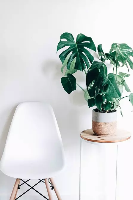 6 stora växter som kommer att dekorera ditt interiör 16814_14