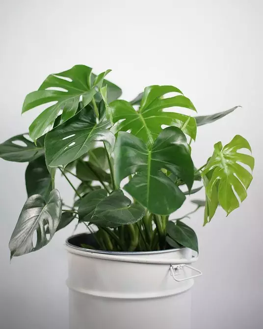 6 stora växter som kommer att dekorera ditt interiör 16814_15