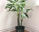6 large plants that will decorate your interior 16814_17