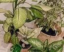 6 stora växter som kommer att dekorera ditt interiör 16814_18