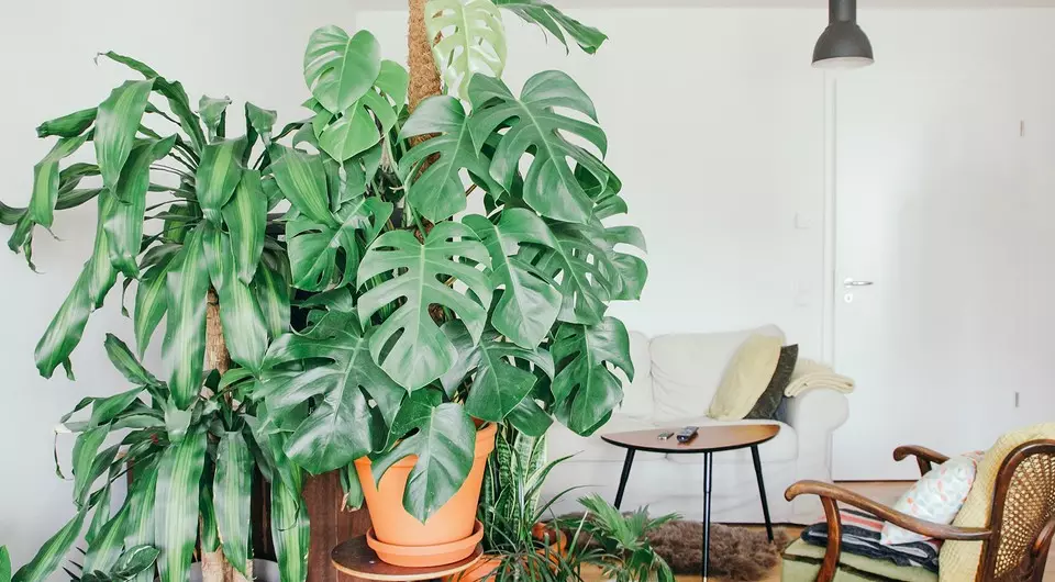 6 large plants that will decorate your interior