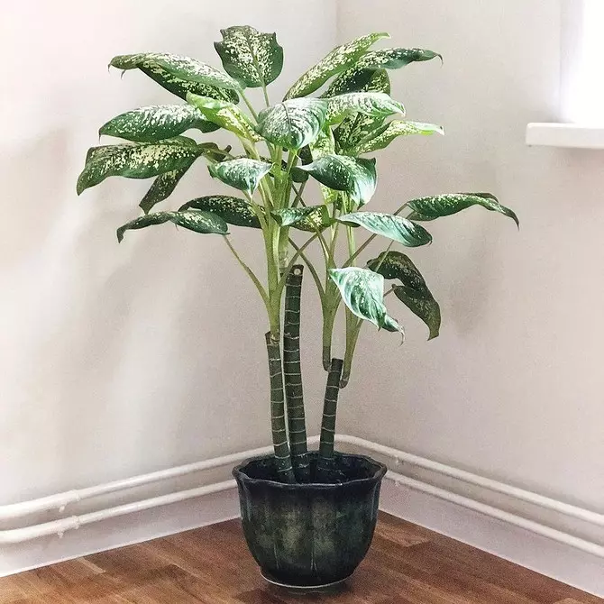 6 large plants that will decorate your interior 16814_20