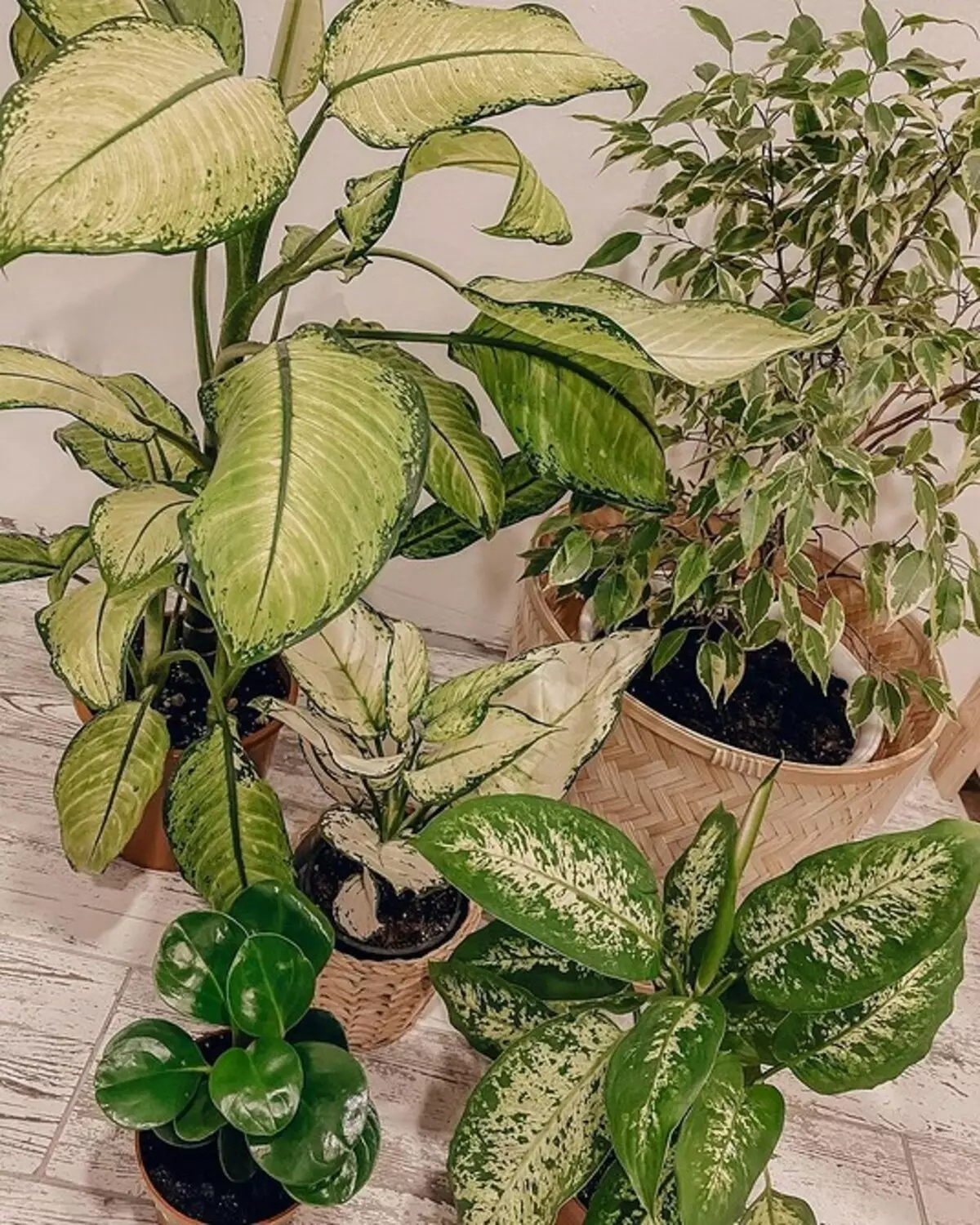 6 stora växter som kommer att dekorera ditt interiör 16814_21