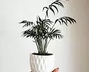 6 veľkých rastlín, ktoré budú ozdobiť váš interiér 16814_31