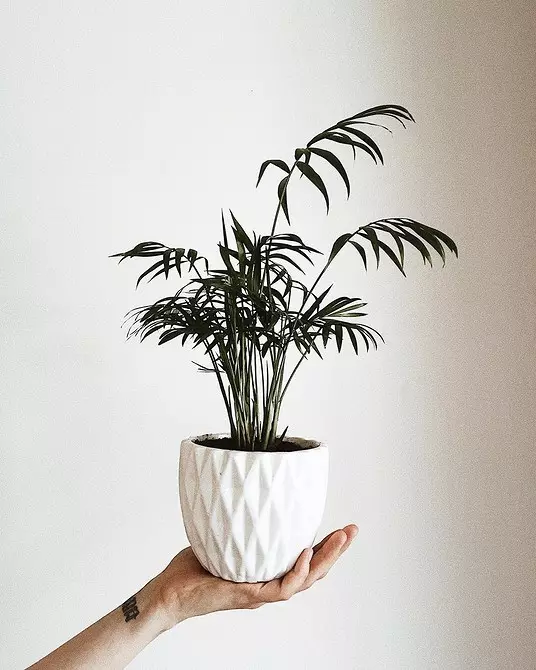 6 stora växter som kommer att dekorera ditt interiör 16814_33