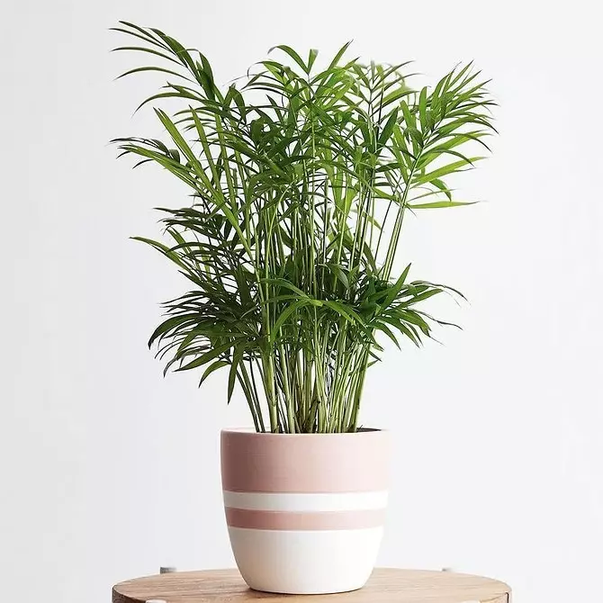 6 stora växter som kommer att dekorera ditt interiör 16814_34