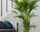 6 large plants that will decorate your interior 16814_35