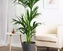 6 large plants that will decorate your interior 16814_37