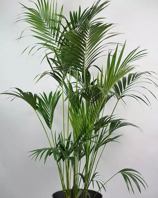 6 stora växter som kommer att dekorera ditt interiör 16814_39