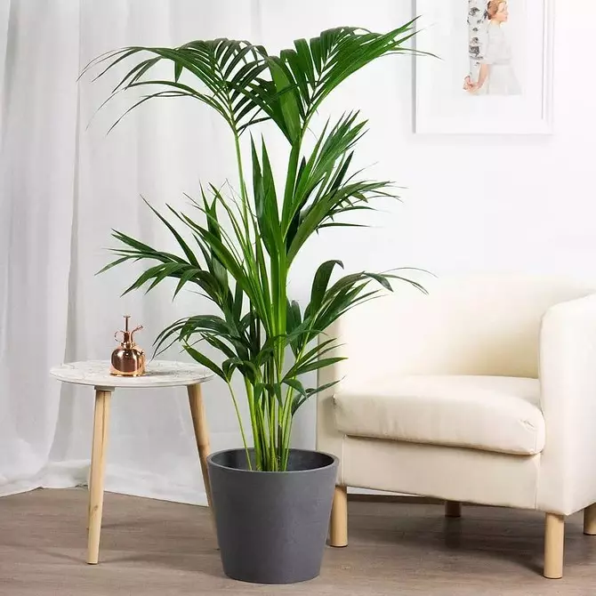 6 large plants that will decorate your interior 16814_40