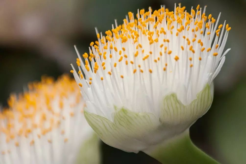 7 couleurs de printemps qui vont sortir des ampoules et décoreront votre intérieur 16816_14