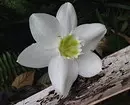 7 ສີໃນພາກຮຽນ spring ທີ່ຈະເຕີບໃຫຍ່ອອກຈາກຫລອດໄຟແລະຈະຕົກແຕ່ງພາຍໃນຂອງທ່ານ 16816_23