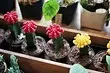 6 Cacti yang paling indah yang akan datang dengan semua orang