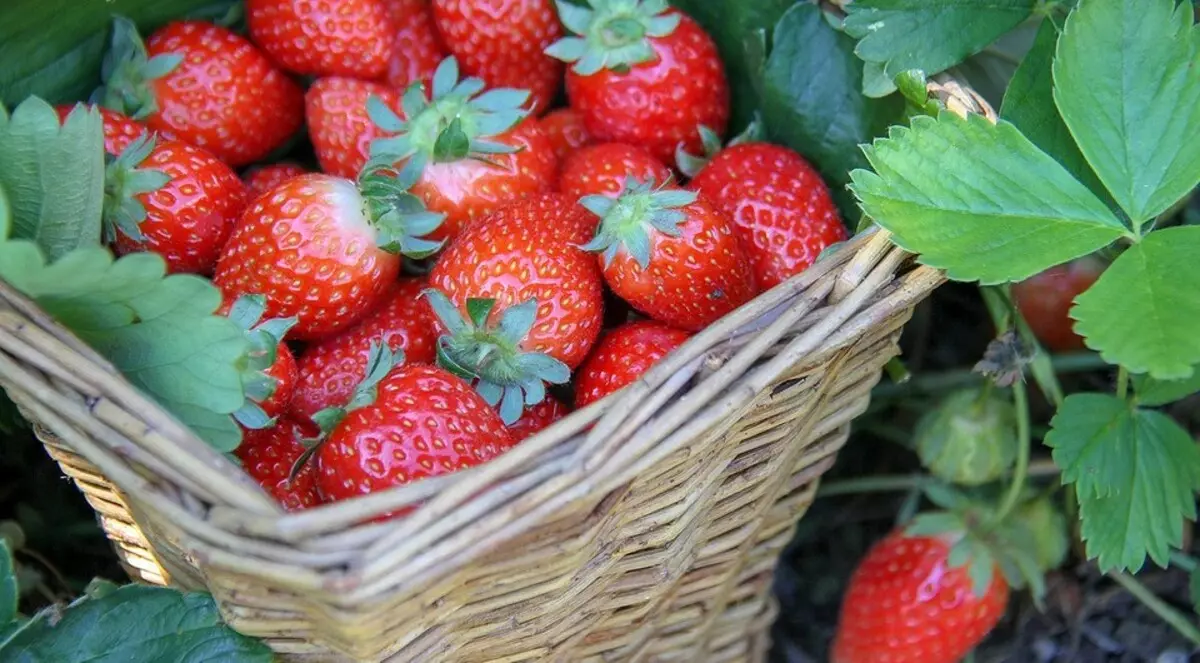 Όλα σχετικά με τη σίτιση φράουλες το φθινόπωρο μετά το κόψιμο