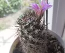 6 most beautiful cacti that will come in with everyone 1755_11