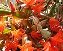 6 vakreste kaktus som kommer inn med alle 1755_20