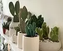 6 most beautiful cacti that will come in with everyone 1755_25