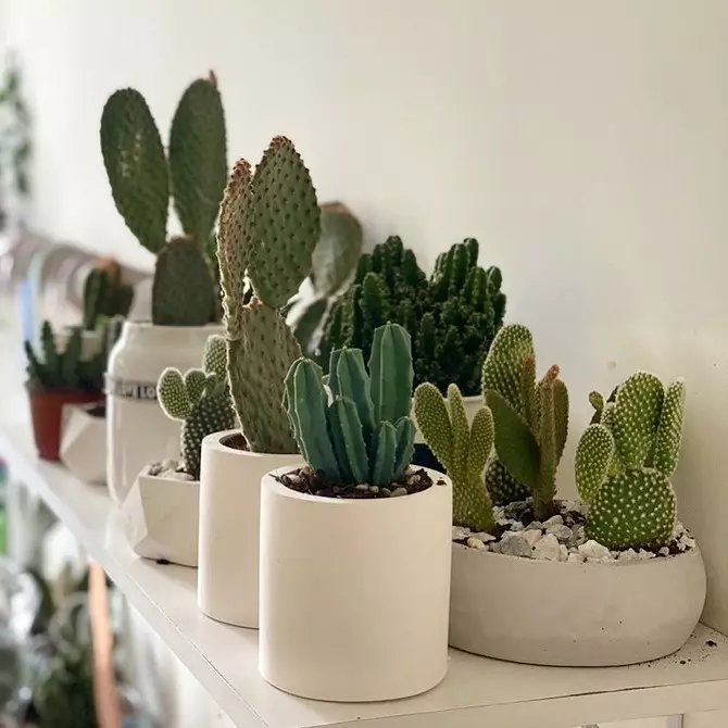 6 vakreste kaktus som kommer inn med alle 1755_27