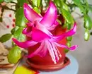 6 most beautiful cacti that will come in with everyone 1755_3