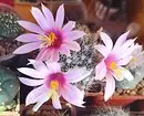 6 kalolobaan cacti anu éndah anu bakal datang sareng sadayana 1755_9