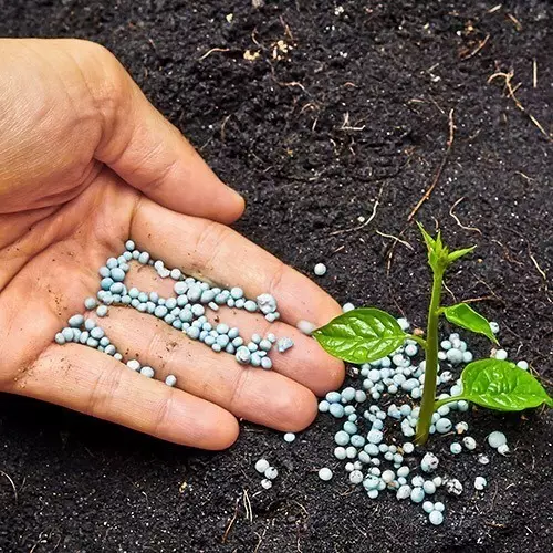 ສິ່ງທີ່ໃສ່ປຸ fertilizers າໃດທີ່ຈະເຮັດໃຫ້ Autionalizerses ເຮັດໃຫ້ດູໃບໄມ້ລົ່ນ: ຄູ່ມືລາຍລະອຽດສໍາລັບ dachens ຈົວ 1784_10