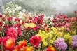 Milyen virágok a növények ősszel: 9 legjobb növények