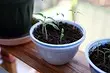 How to make a rack for seedlings on the windowsill do it yourself: 2 simple instructions