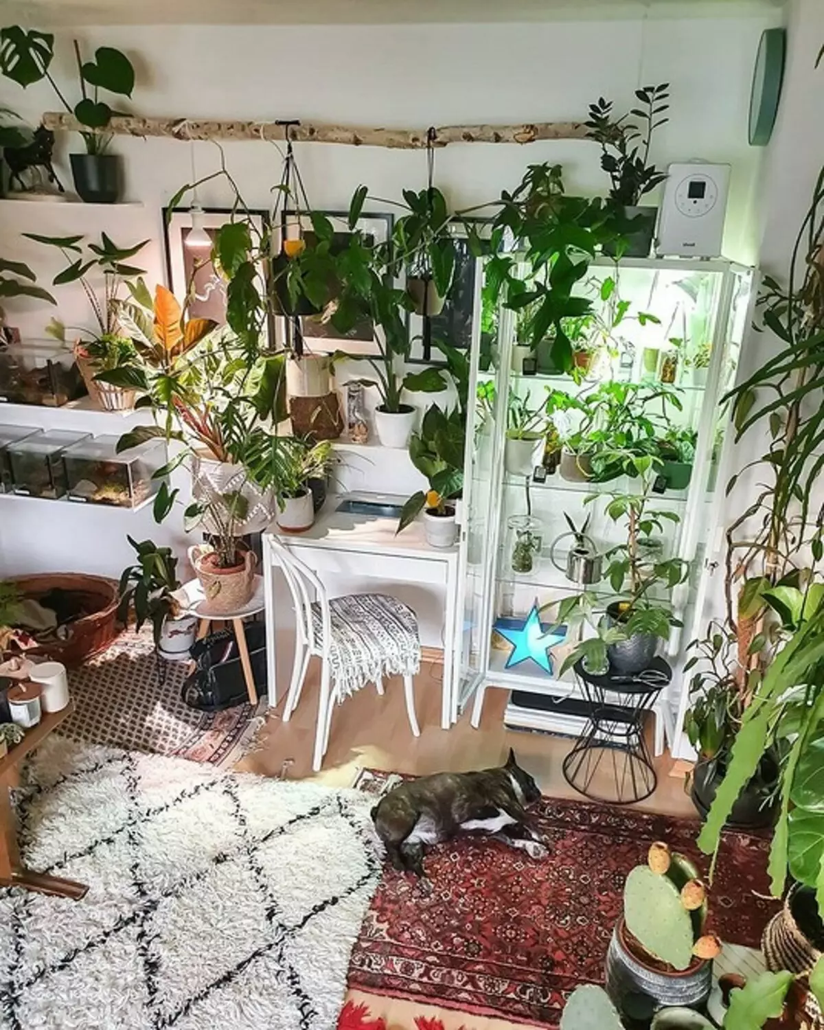 10 intérieurs de la jungle de classe pour les amateurs de plantes d'intérieur 18832_116