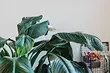 通常のアパートで熱帯の雰囲気を作り出す5つの植物