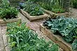 Hermosa y servicial: 10 verduras que se pueden aterrizar para decorar el jardín.