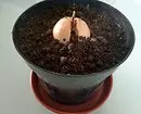 Как да растат авокадо от кост у дома: подробни инструкции 19786_14