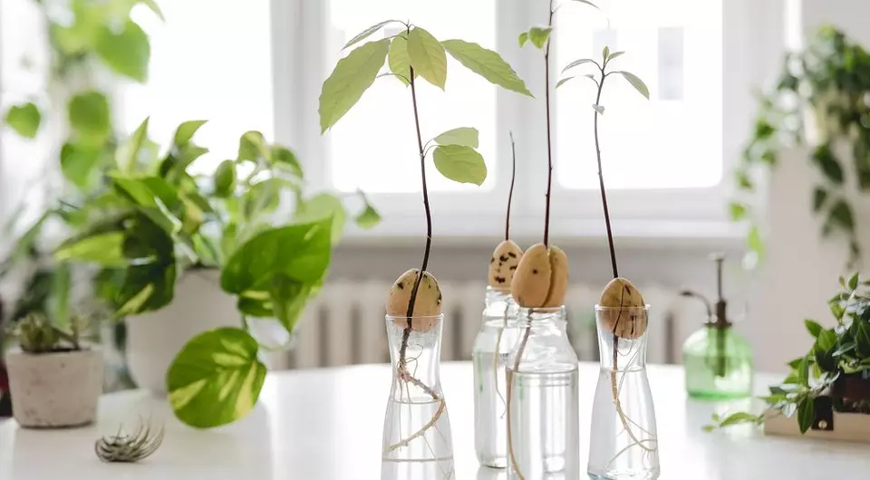 Как да растат авокадо от кост у дома: подробни инструкции