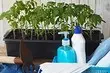 5 Učinkovite metode dezinfekcije tal za sadike