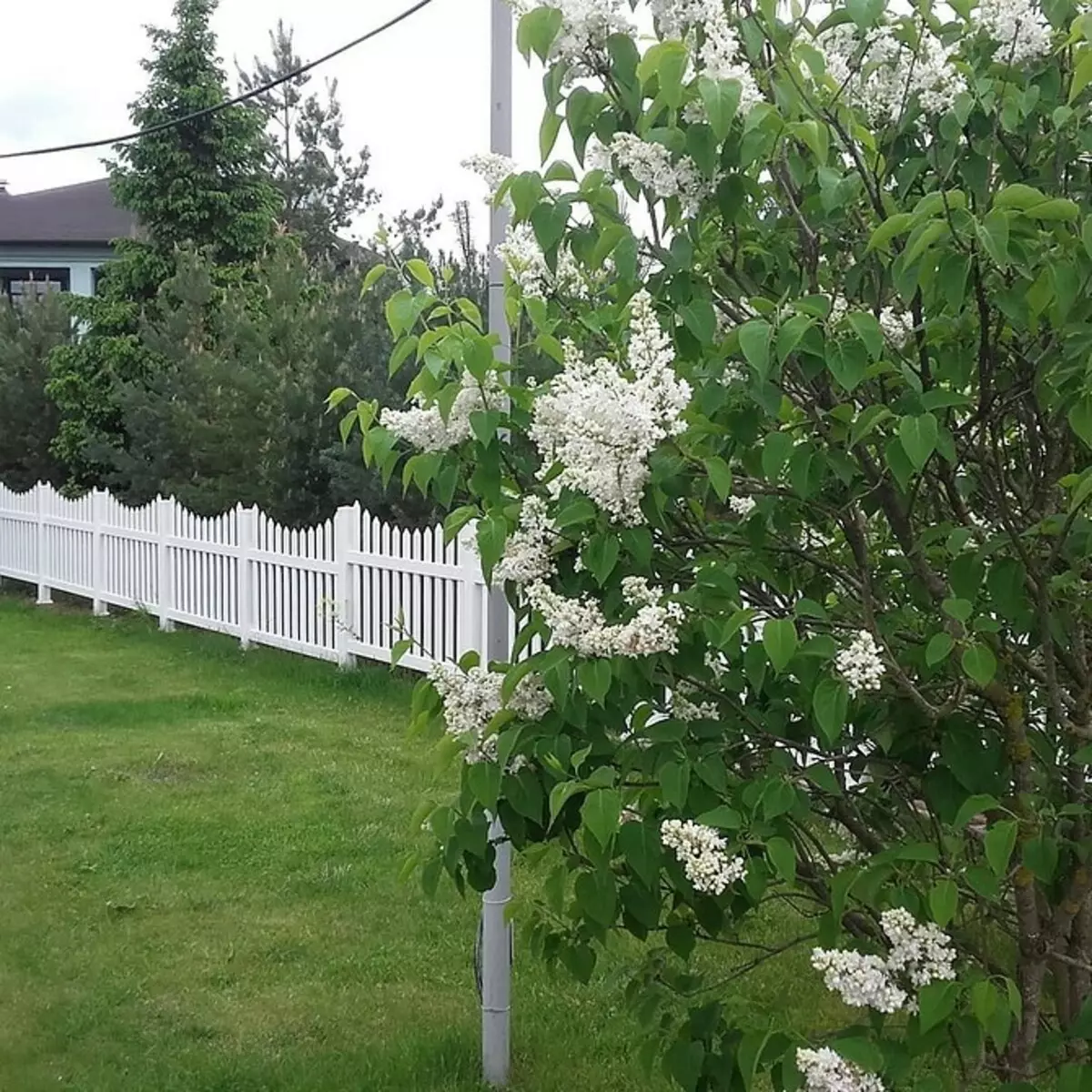 Каква ограда ќе ви одговараат? 8 видови на ограда за различни потреби 20144_14
