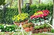 What to put along the fence in the country: a selection of trees, colors and shrubs