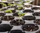 5 طرق تطهير التربة الفعالة للشتلات 20203_13