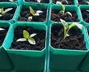 Seedlings ਲਈ 5 ਪ੍ਰਭਾਵਸ਼ਾਲੀ ਮਿੱਟੀ ਦੇ ਰੋਗਾਣੂ-ਰਹਿਤ .ੰਗ 20203_17