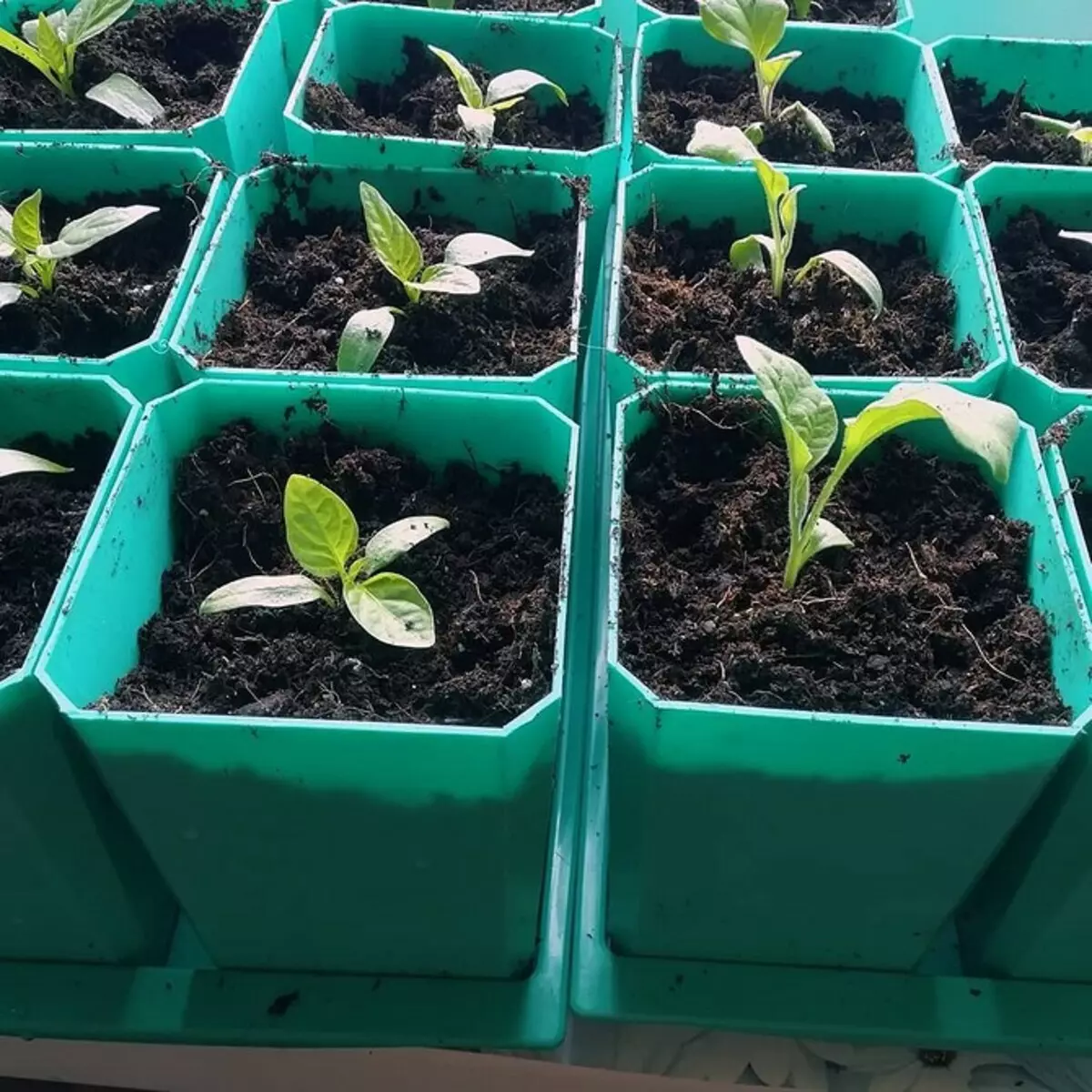 Seedlings ਲਈ 5 ਪ੍ਰਭਾਵਸ਼ਾਲੀ ਮਿੱਟੀ ਦੇ ਰੋਗਾਣੂ-ਰਹਿਤ .ੰਗ 20203_19