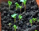 Seedlings ਲਈ 5 ਪ੍ਰਭਾਵਸ਼ਾਲੀ ਮਿੱਟੀ ਦੇ ਰੋਗਾਣੂ-ਰਹਿਤ .ੰਗ 20203_23
