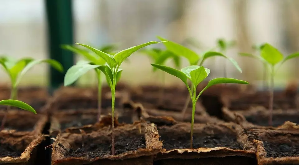 रोपण के लिए 5 प्रभावी मिट्टी कीटाणुशोधन विधियां 20203_3