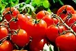 9 بهترین انواع گوجه فرنگی برای گلخانه