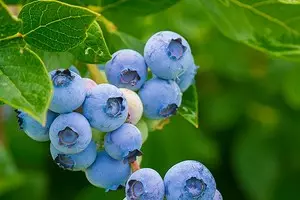 Ang pinaka-kumpletong pagtuturo sa landing blueberries sa bansa 20811_1