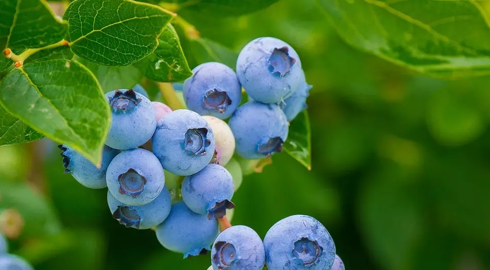 La plej kompleta instrukcio pri Landing Blueberries en la lando