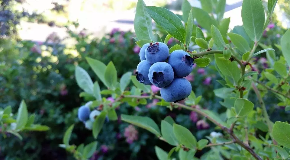 တိုင်းပြည်အတွင်းရှိ blueberries ဆင်းသက်အပေါ်အပြည့်အဝညွှန်ကြားချက် 20811_3