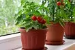 Záhrada v mestskom apartmáne: 7 ovocia a zeleniny, ktorú ľahko vyrastiete, ak neexistuje žiadna chata