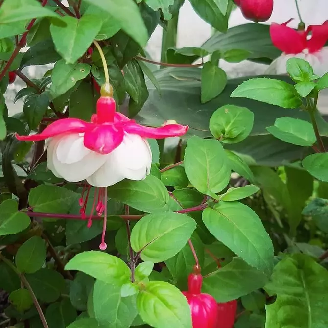 7普遍存在家裡的流行植物 2085_5