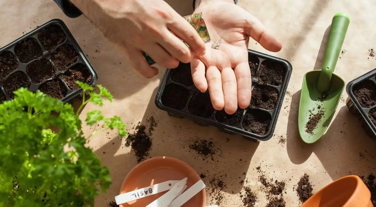 7 métodos eficazes de tratamento de sementes pré-semeadura