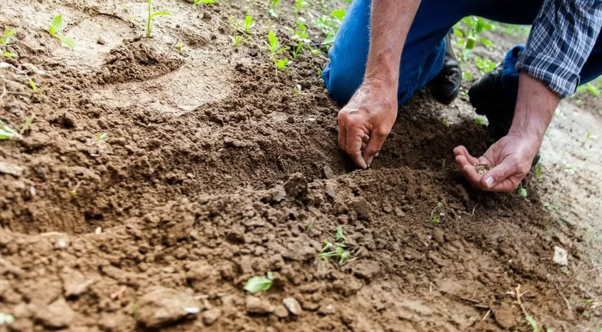 7 métodos eficazes de tratamento de sementes pré-semeadura 21033_23